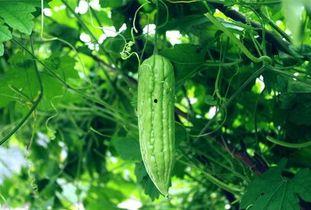 每天都在找瓜吃瓜,我的日常“吃瓜”之旅 第3张 每天都在找瓜吃瓜,我的日常“吃瓜”之旅 第3张