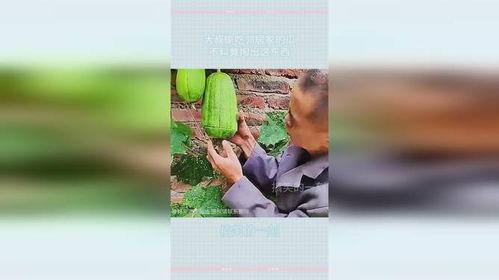 邻居大叔吃瓜,邻居大叔的瓜田奇遇记  第2张